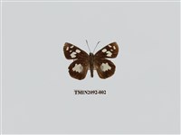 藏品(薑弄蝶)的圖片